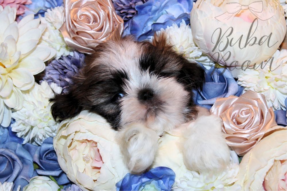 Rodowodowy Shihtzu gotowy do odbioru!
