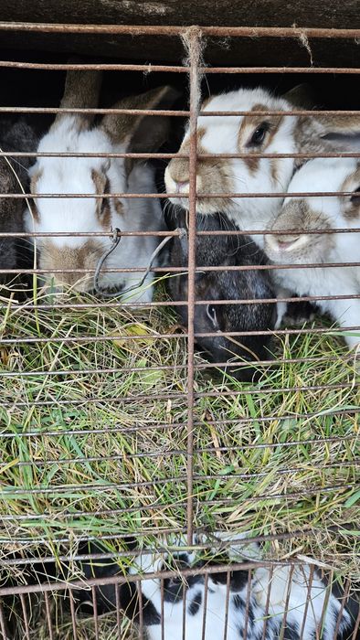 Kaczki,Kaczory francuzy