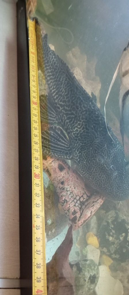 Glonojad lamparci 35cm