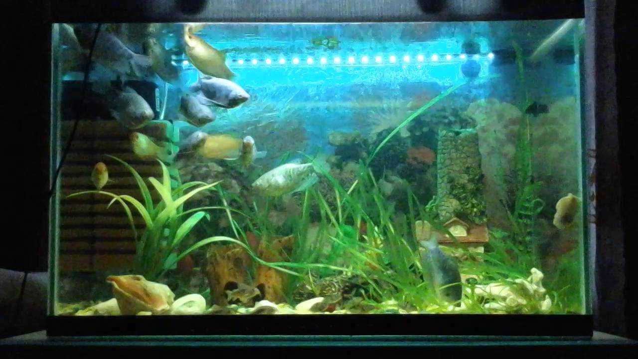 Синяя светодиодная погружная лампа для аквариума