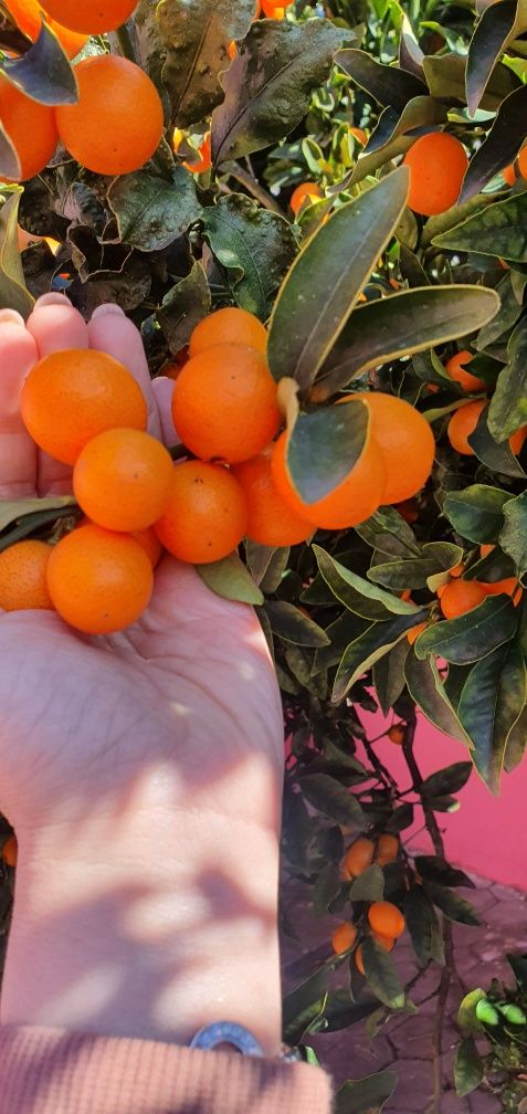 Fruta  kinkan ou kumquat