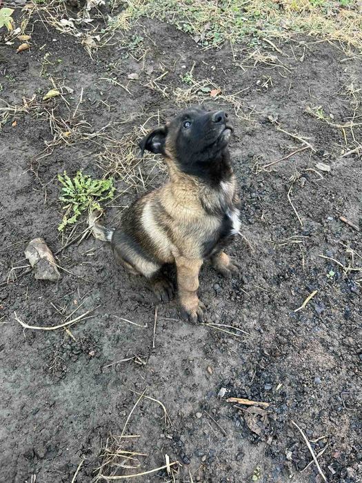 Щенята Бельгійської вівчарки, Малінуа