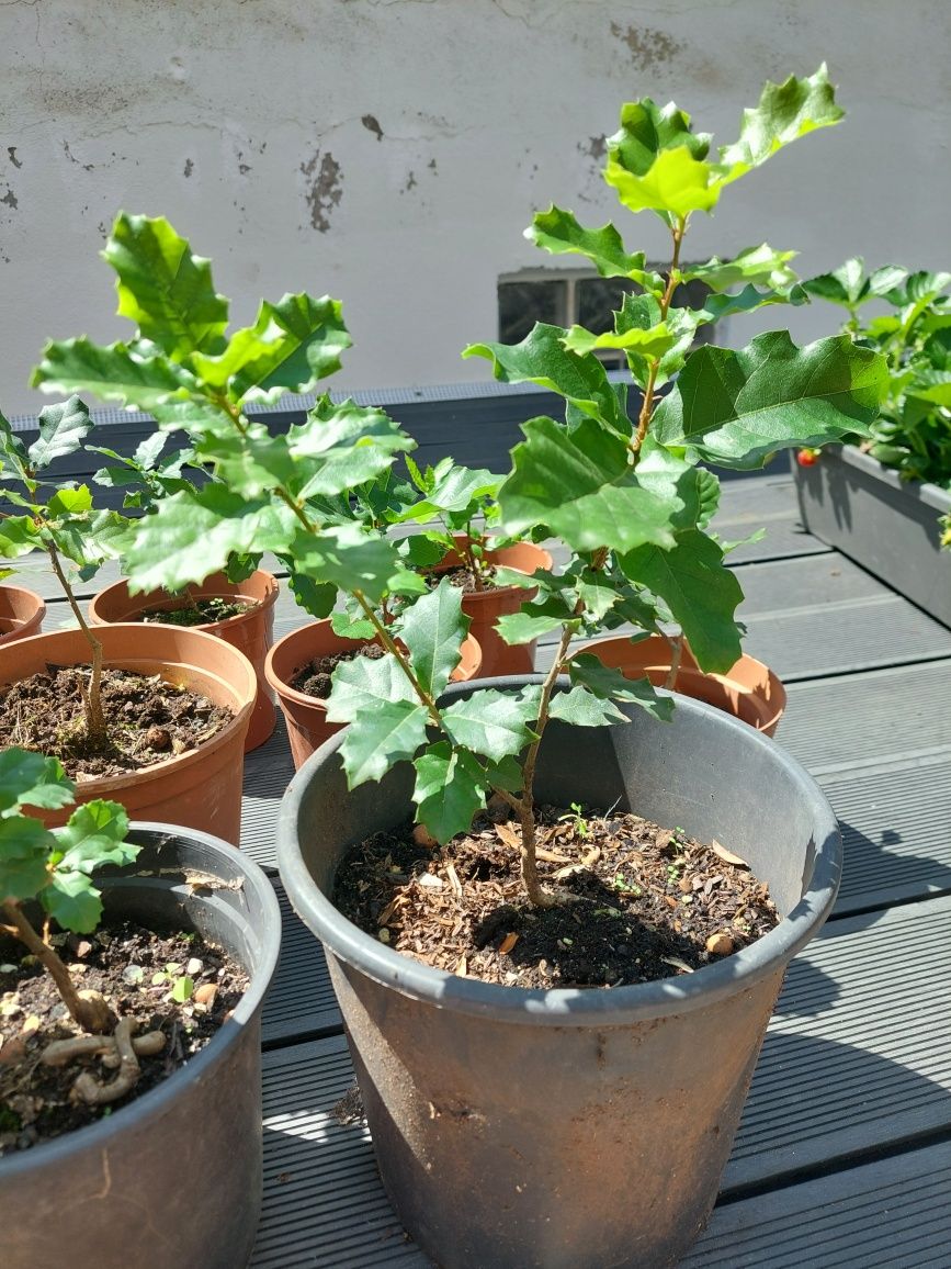 Carvalho Cerquinho Português (p/ Plantar ou Bonsai)