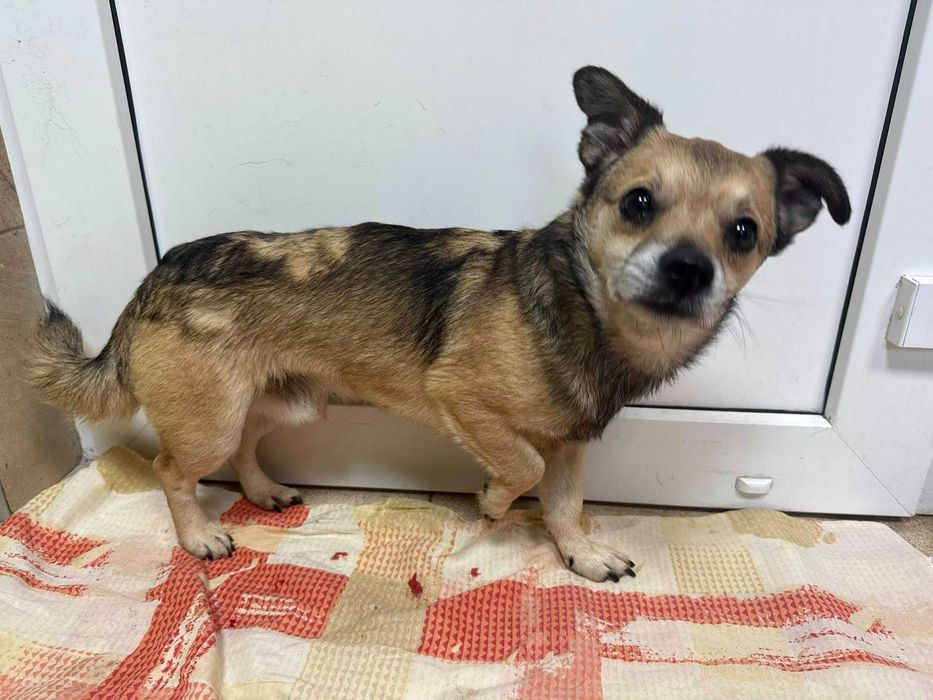 Mikro psiak Ptyś do adopcji