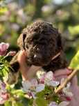 Suczka Lagotto Romagnolo