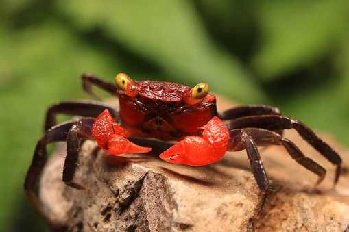 Krab DIABEŁ - Geosesarma hagen - Krab RED DEVIL - SAMCE, SAMICE