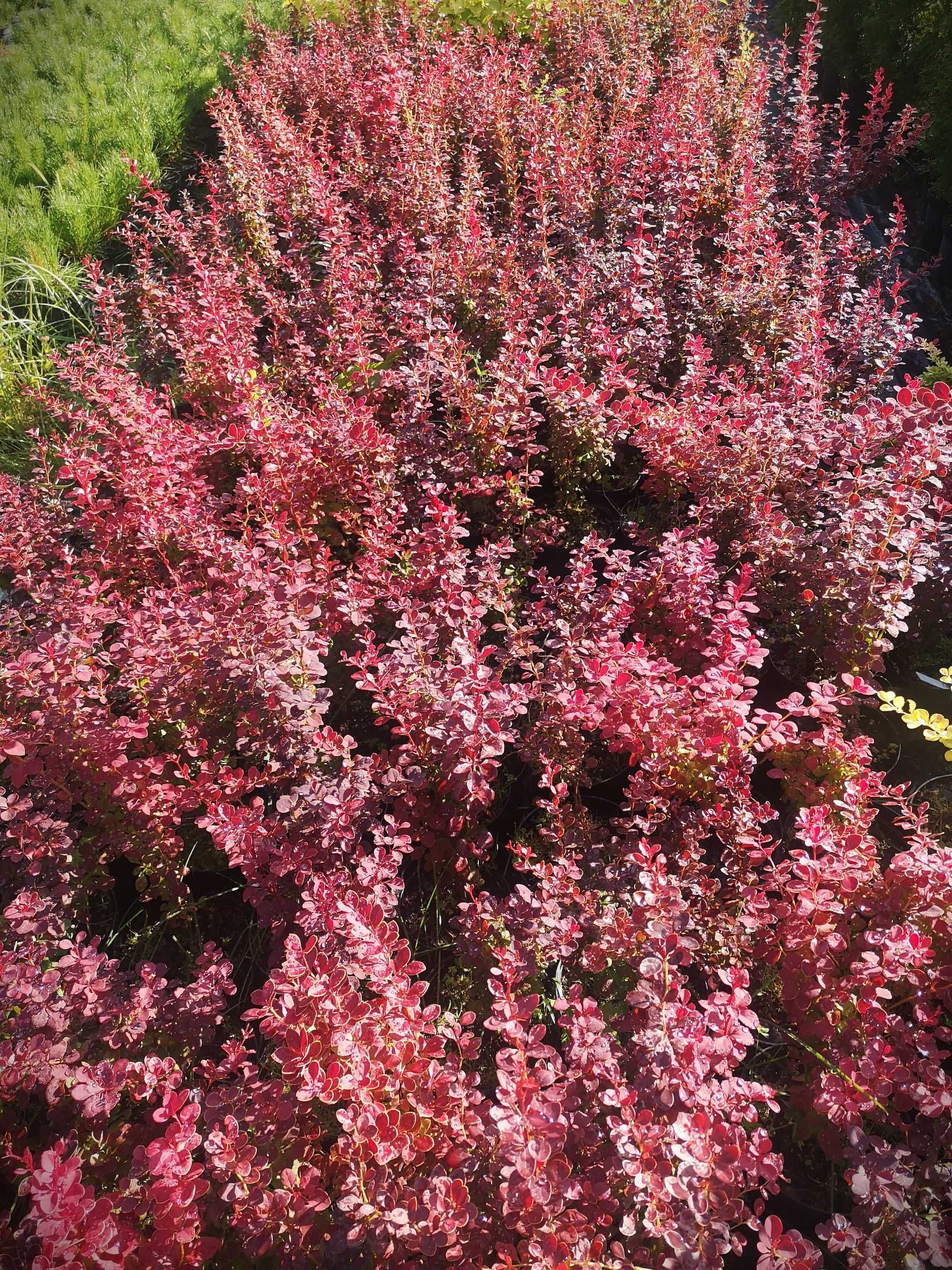 Berberys Thunberga 'Atropurpurea' krzew kolczasty