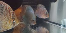 GB Dyskowce, paletki Blue Diamond  4 cm hodowla własna