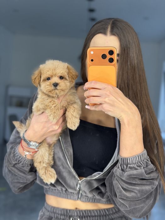 Мальтипу мальчик ф1 беби фейс