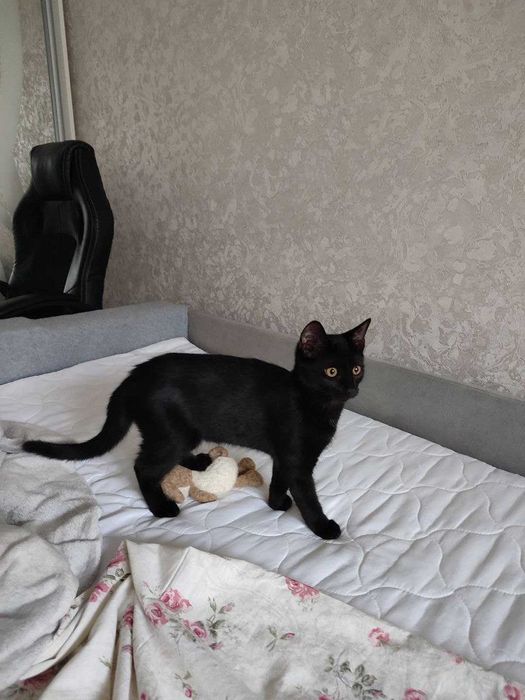 Кошенята 5 місяців