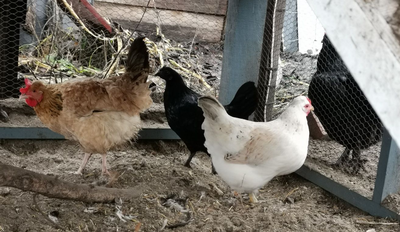 Jaja lęgowe mixy...Marans, Wyandotta, Włoszka, Araukana, Ayam Cemani