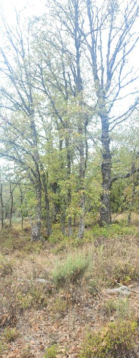 Vendo lenha freixo e carvalho