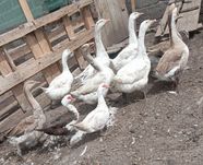 Gęsi znoszące jajka oraz kaczki staropolskie z czubem