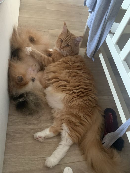 Шукаємо нашу кішку поверніть