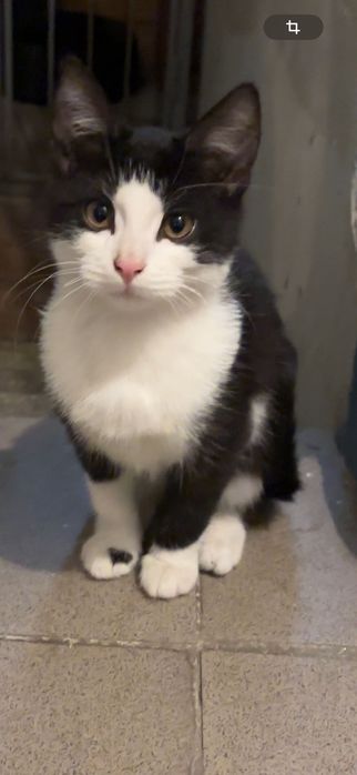 Котенок, мальчик, 4 месяца