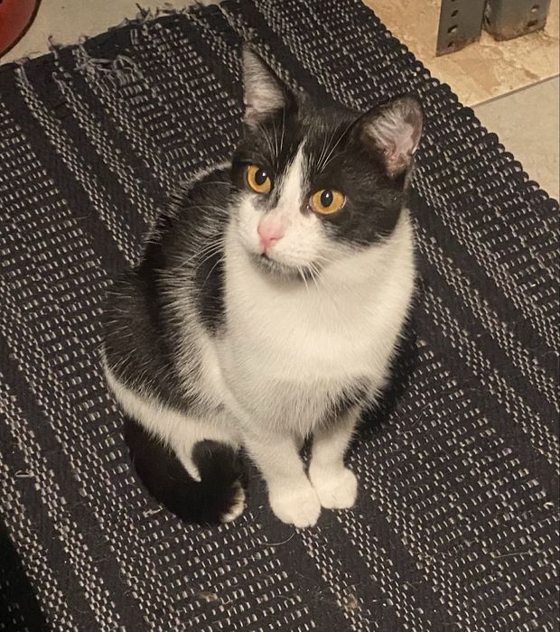 Kotek roczny do adopcji