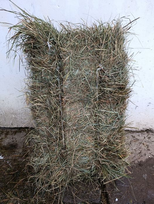 Продам сіно в тюках і солому .