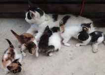 Gatinhos para adoção responsável