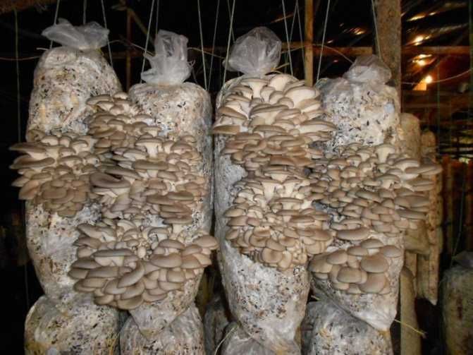 Міцелій ЗЕРНОВИЙ грибів гливи вешенки мицелий