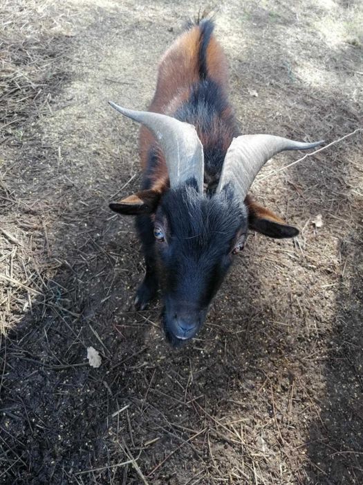 Cabrito anão 1 ano