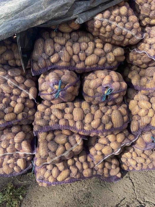 Картопля  з дефектами (бюджетна)