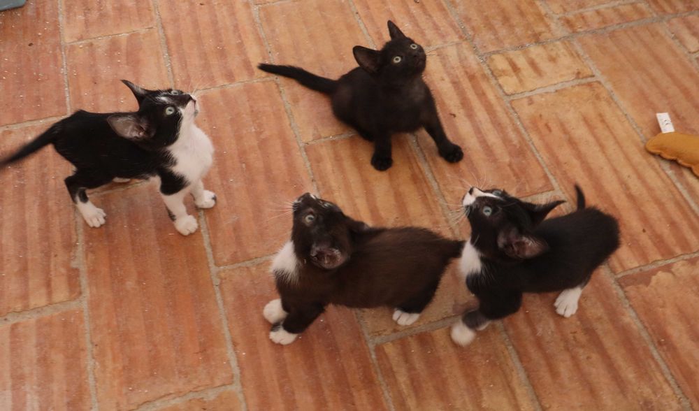 4 Gatinhos à procura de família – Tavira (Algarve)