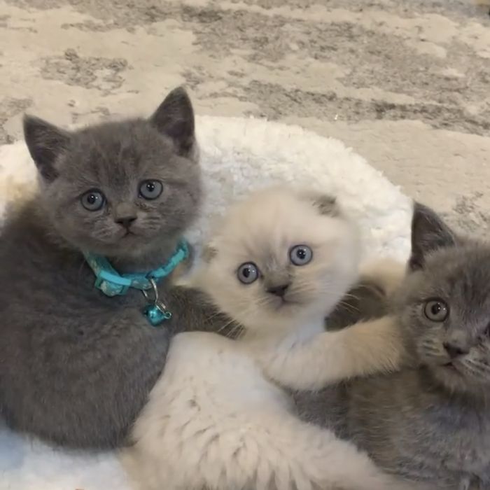 Сірі британці хлопчик і дівчина, білого вже не має