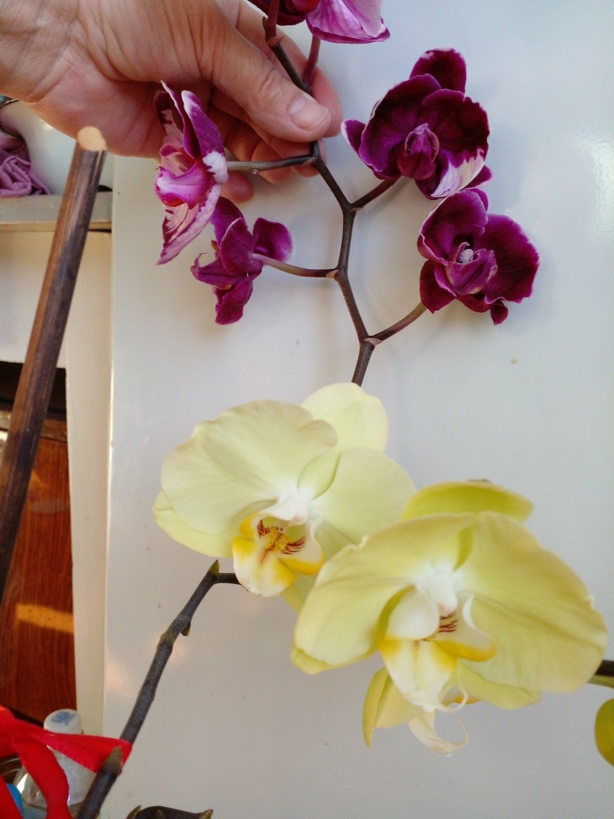 Орхидея   Гибрид Каменная Роза на  Салатовую