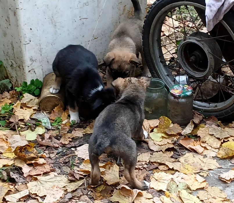 щенки в хорошие руки