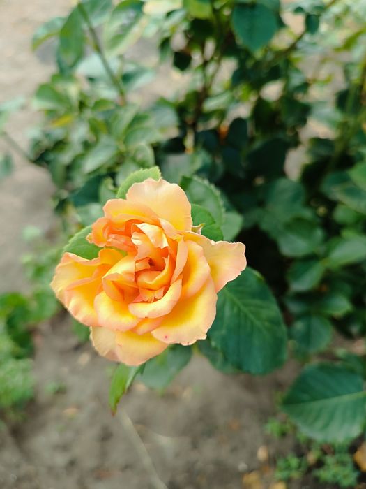 Молодые саженцы роз