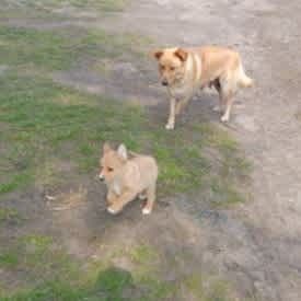 FLORA do pilnej adopcji