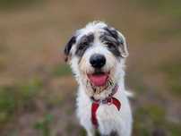 Terrier Reks szuka domu