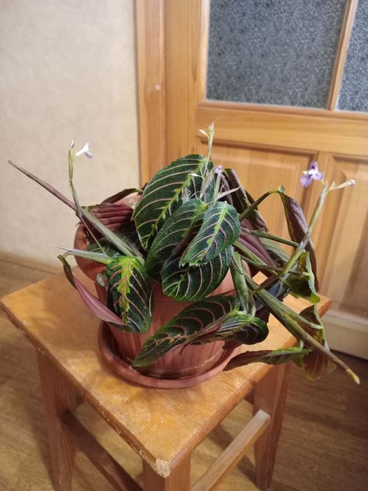 Маранта триколор,  алоэ лечебный, удобрение для цветов.