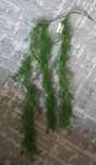 Asparagus sztuczny dekoracja nowa