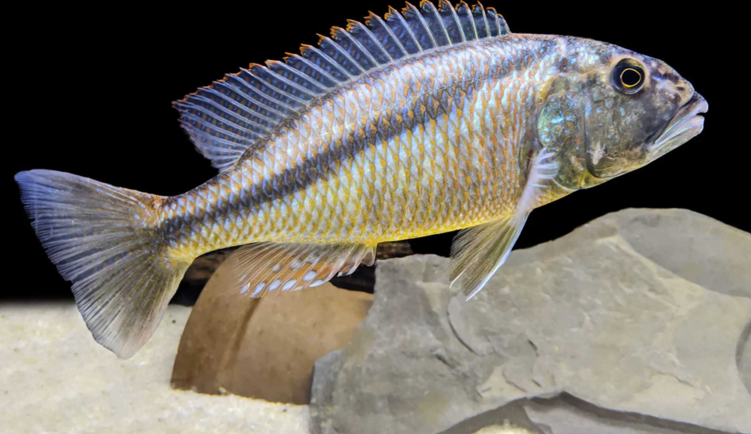 Aristochromis christyi - Pyszczak - Pyszczaki - dowozimy, wysyłamy