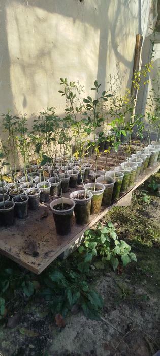 Трифоліата обо дикий апельсин