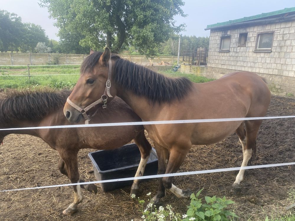 3letnia klacz huculska i ogierek