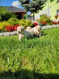 Golden Retriever śliczna suczka