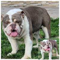 Buldog angielski lilacc tricolor pies roczny