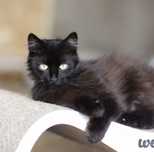 Блейд, 1 год, спасеныш, кот, котик