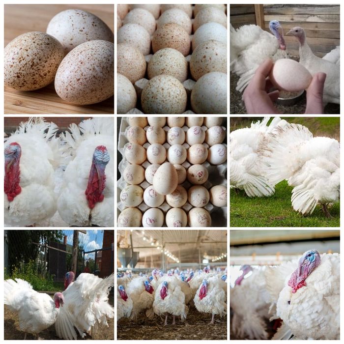 Інкубаційне яйце оптом і в роздріб від 3 гривнів