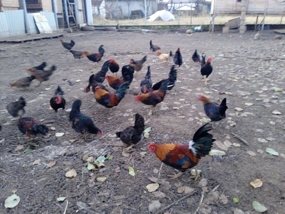 Продам півників породи бентамки.