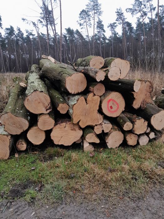 Drewno dąb sosna grab brzoza