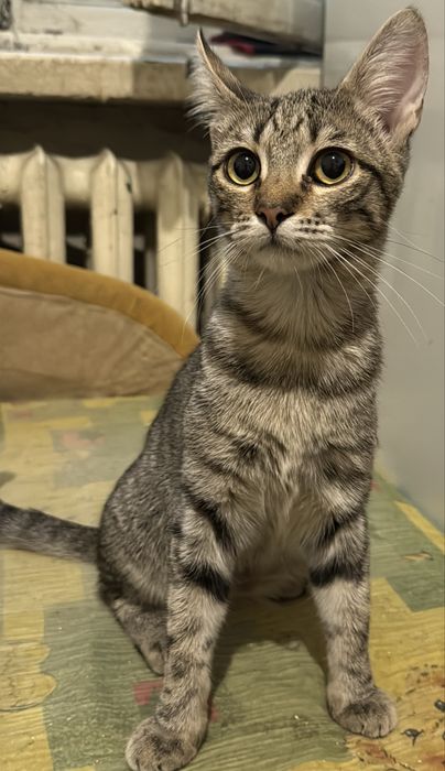 Котенок девочка в хорошие руки