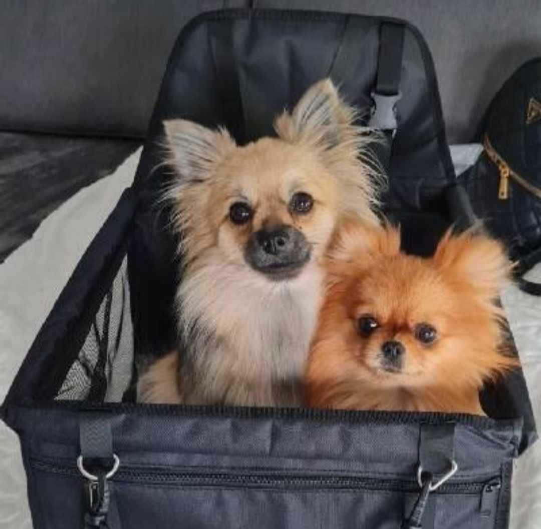 Transporter na siedzenie, Fotelik Samochodowy Dla Psa Kota Zwierząt