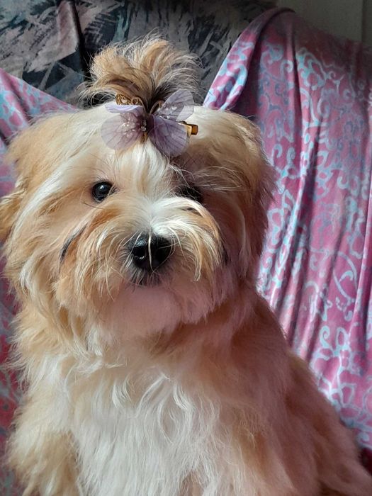 Ocean Pearl Yorkshire terrier ZHPR suczka KLARA