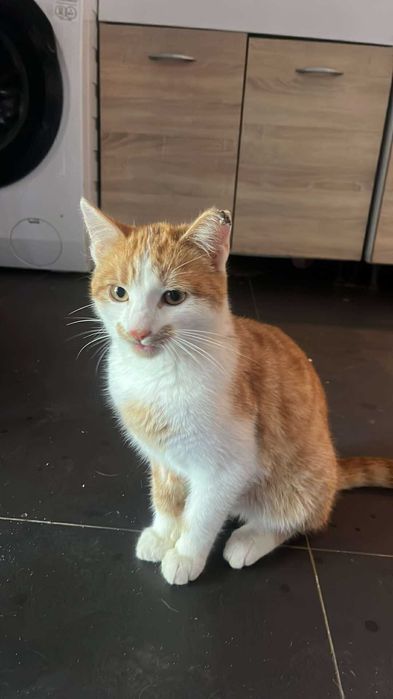 Kocurki do adopcji