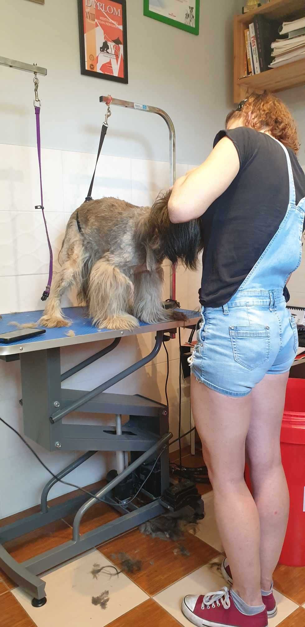 KURSY Groomerskie STRZYŻENIA PSÓW grooming Promocja 6 dni-3200 zł