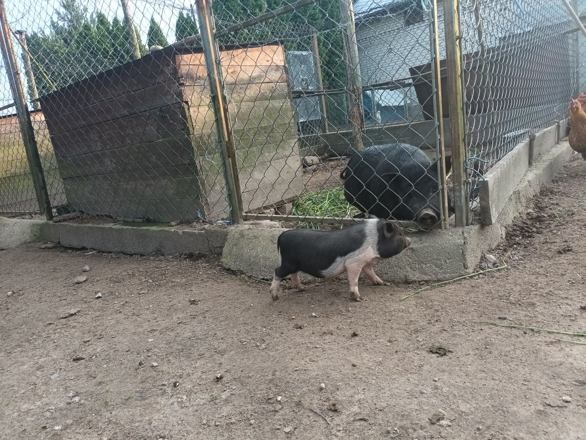 Świnki wietnamskie