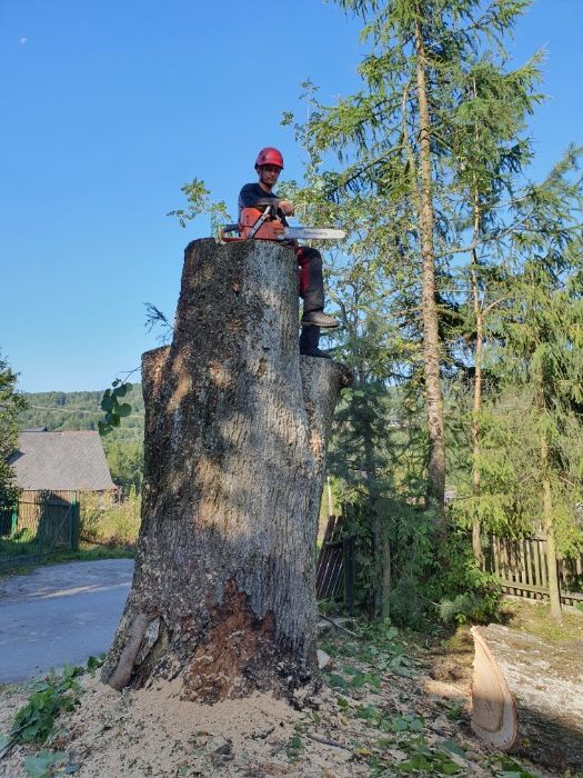 Tanio,wycena gratis.Wycinka drzew trudnych,uslugi mulczerem  wgłębnym,